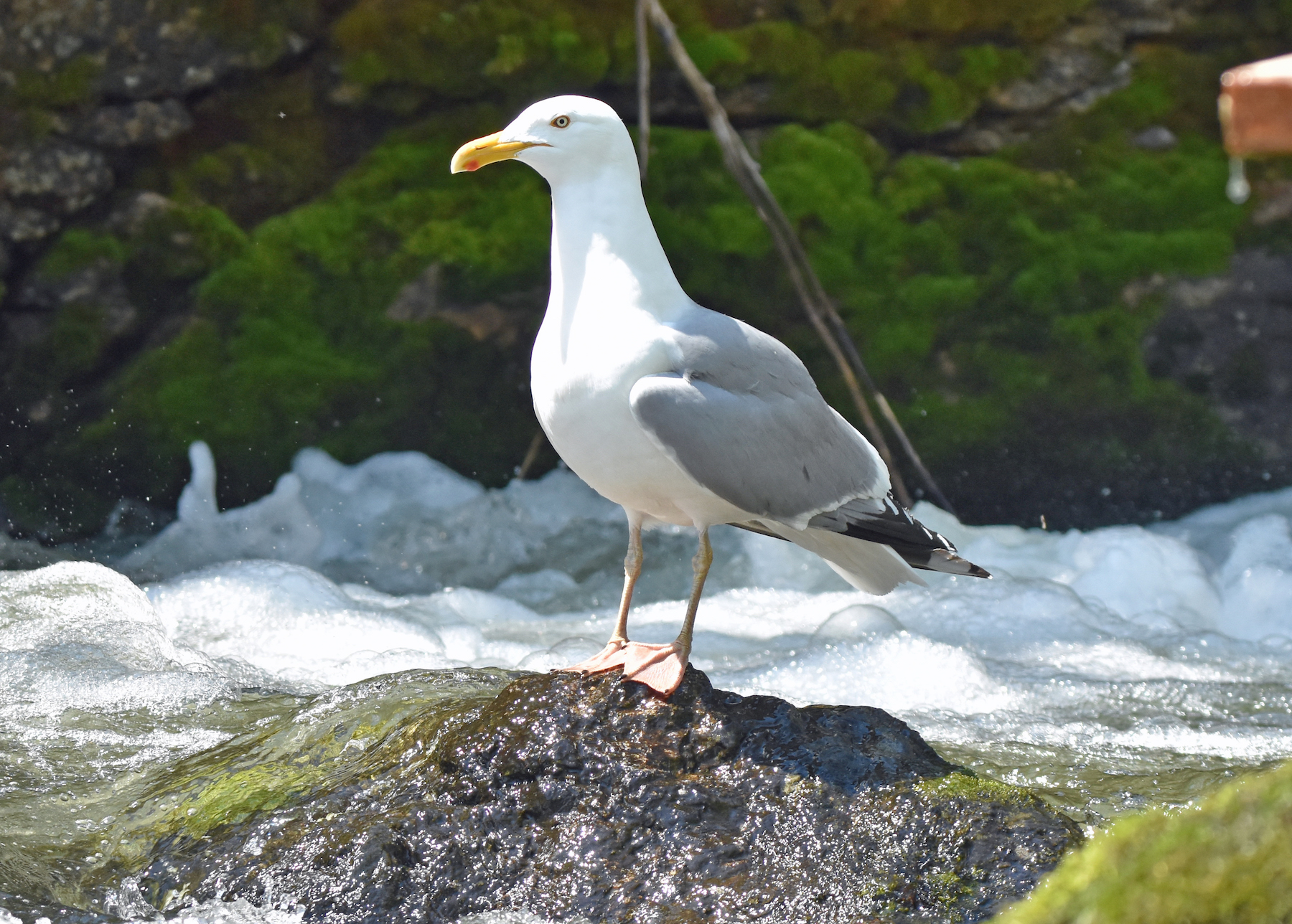 Herring Gull Big Year Birding