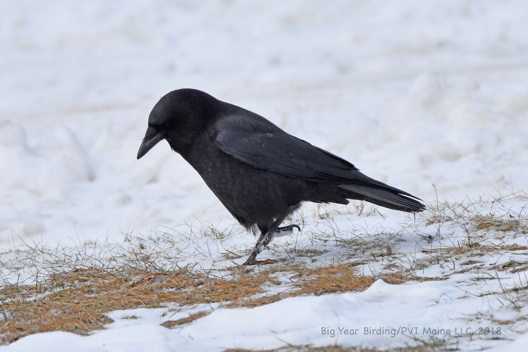 American Crow - Big Year Birding