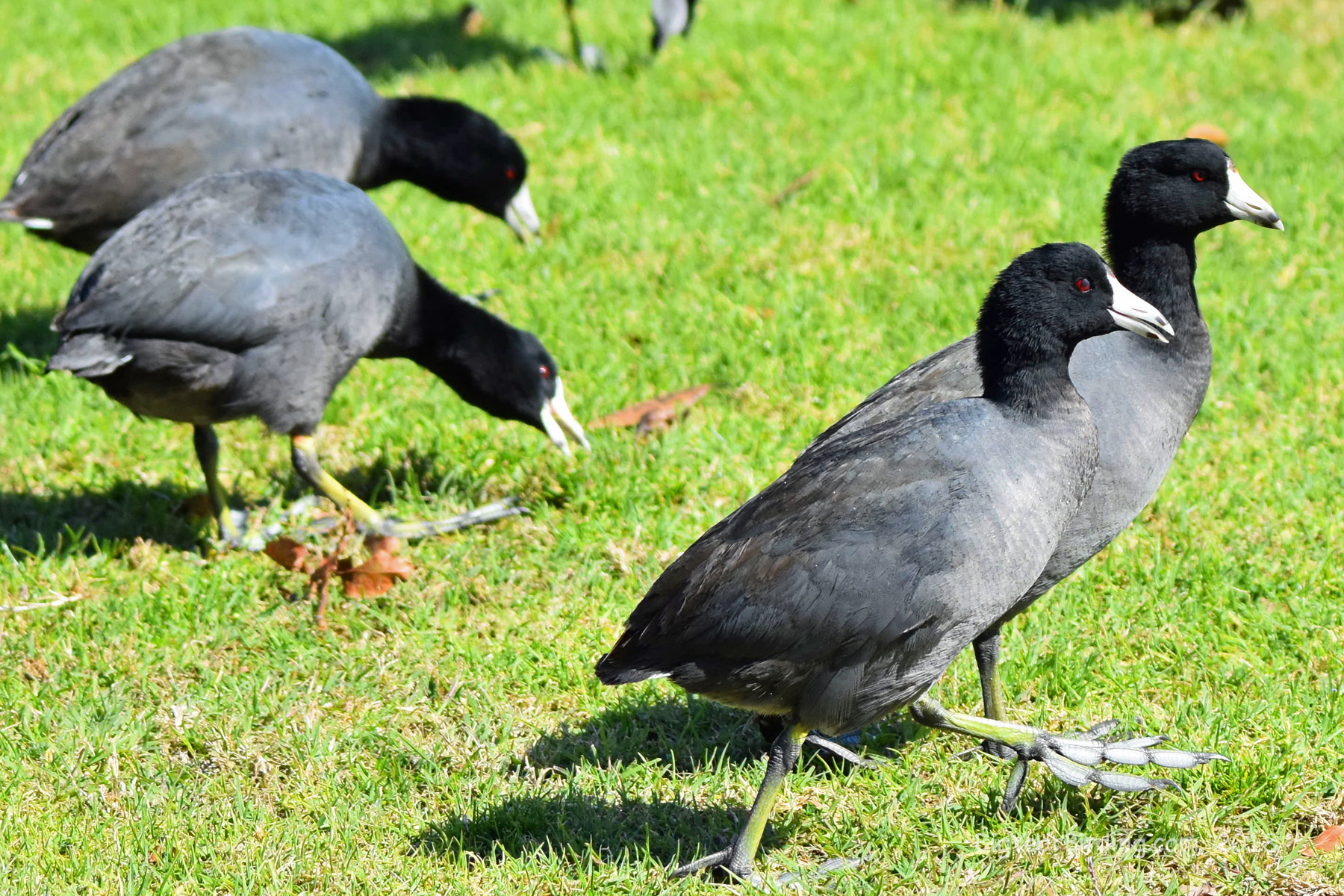 American Coot Big Year Birding