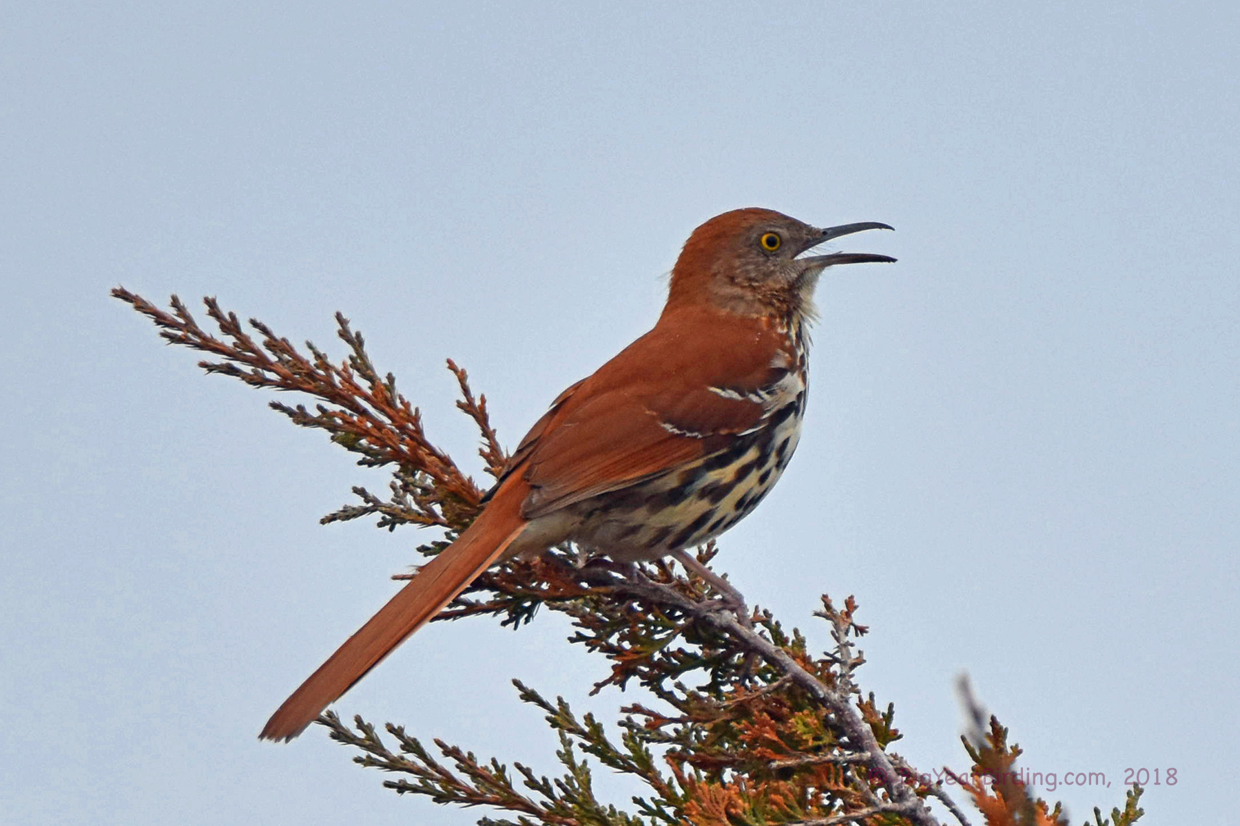 Brown Thrasher Big Year Birding