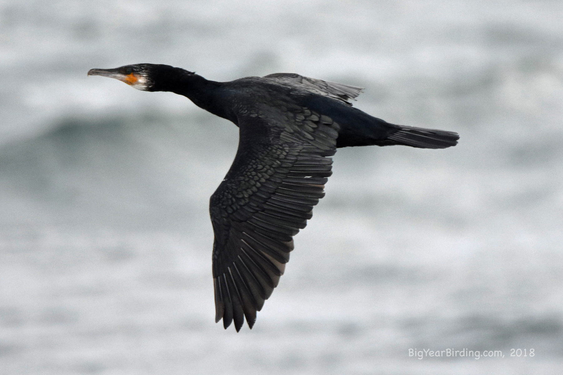 Great Cormorant Big Year Birding