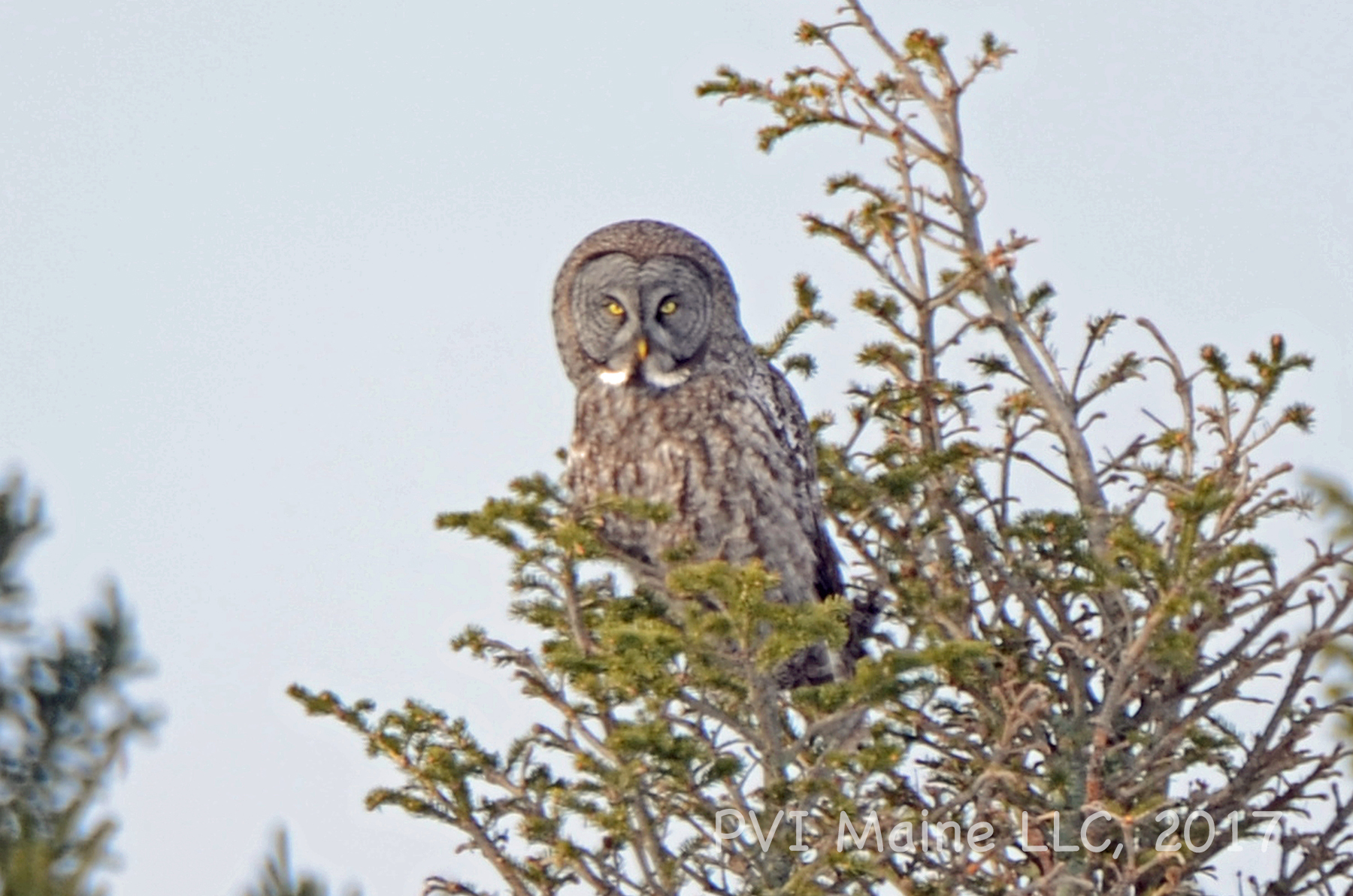 Big Year Birding
