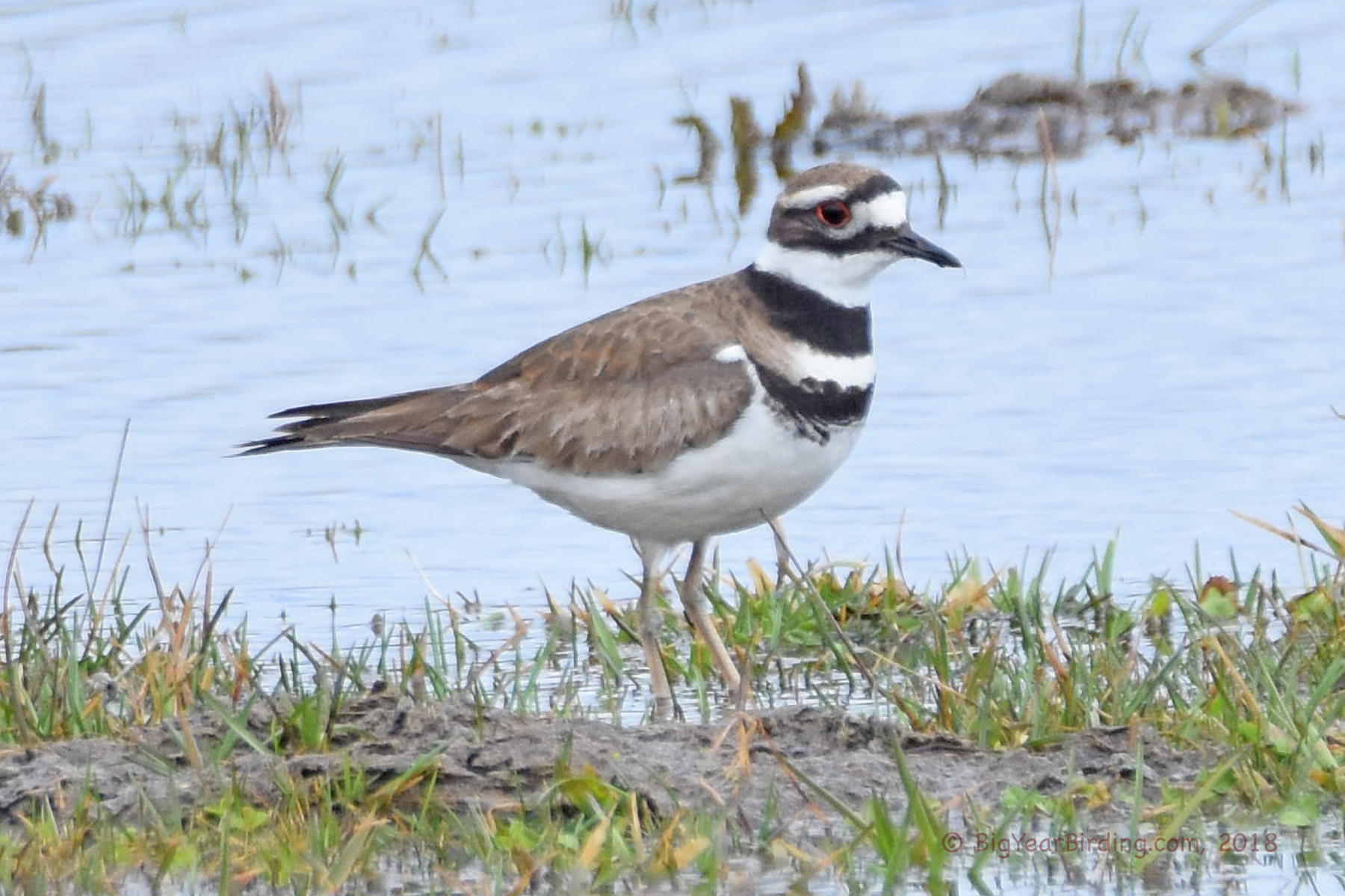 Killdeer Big Year Birding