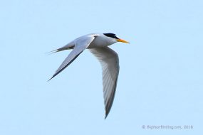 Least Tern Big Year Birding