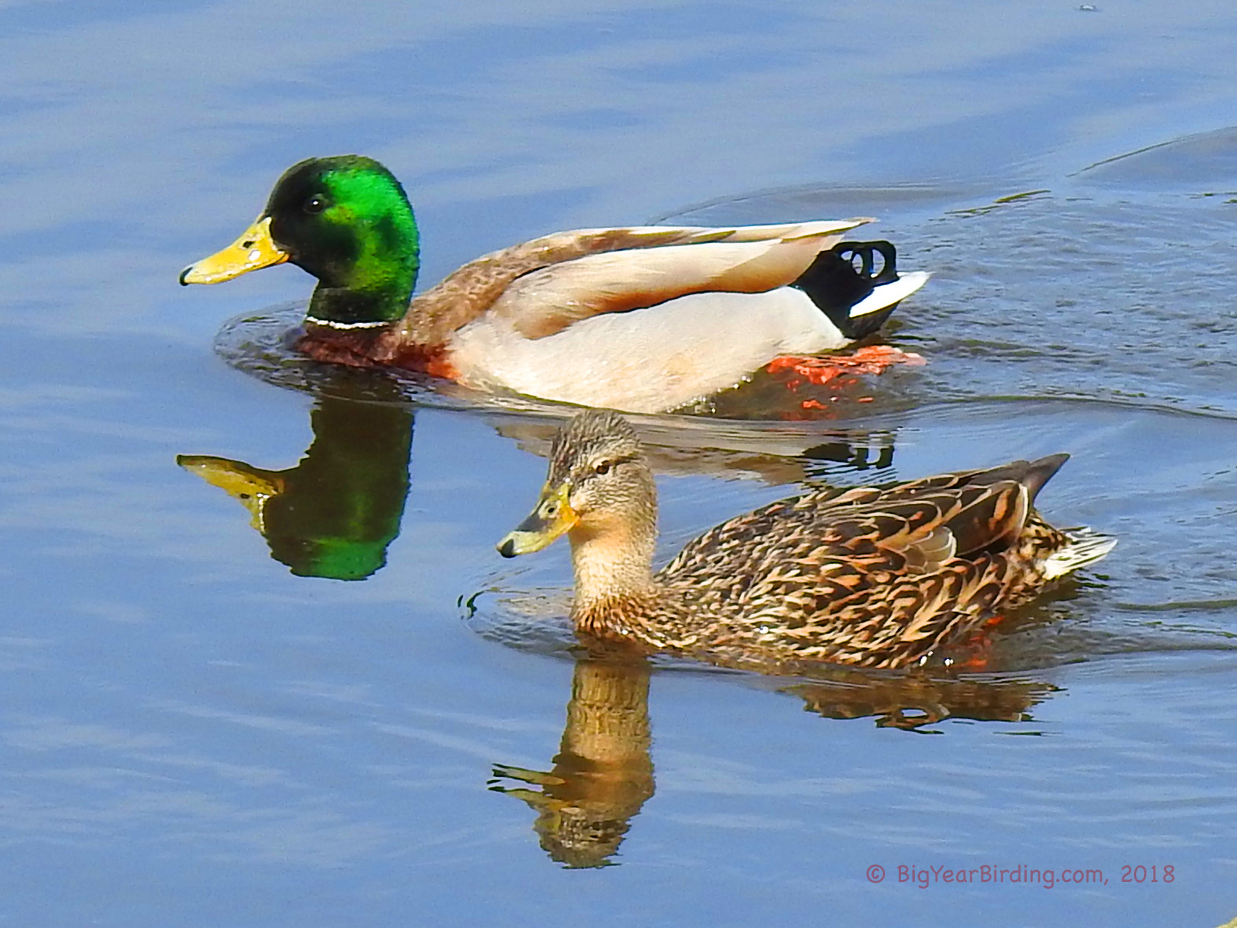 Mallard-and-Reflection-.jpg