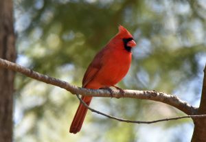 Cardinals and Allies (4)