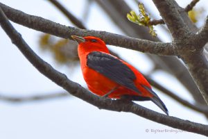Tanagers (4)