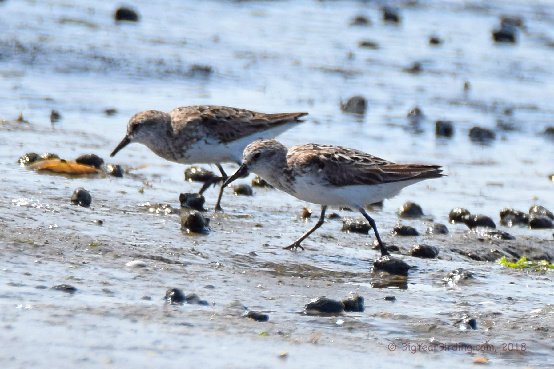 Semipalmated Sandpiper Big Year Birding
