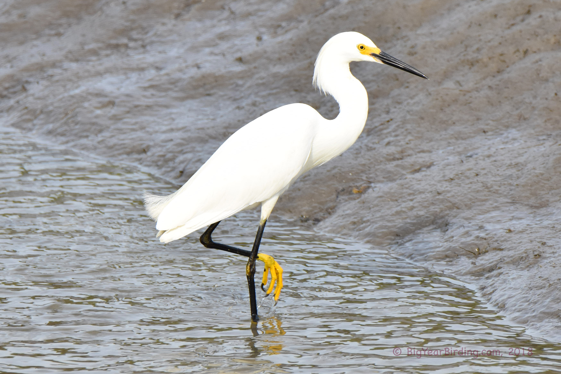 Snowy Egret - Big Year Birding