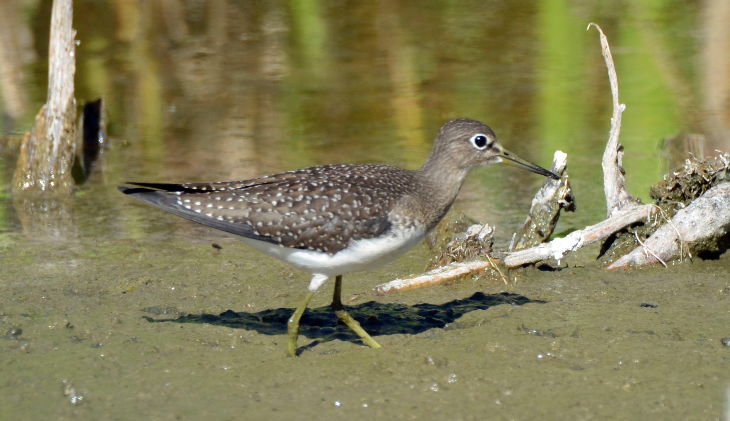 Solitary Sandpiper Big Year Birding
