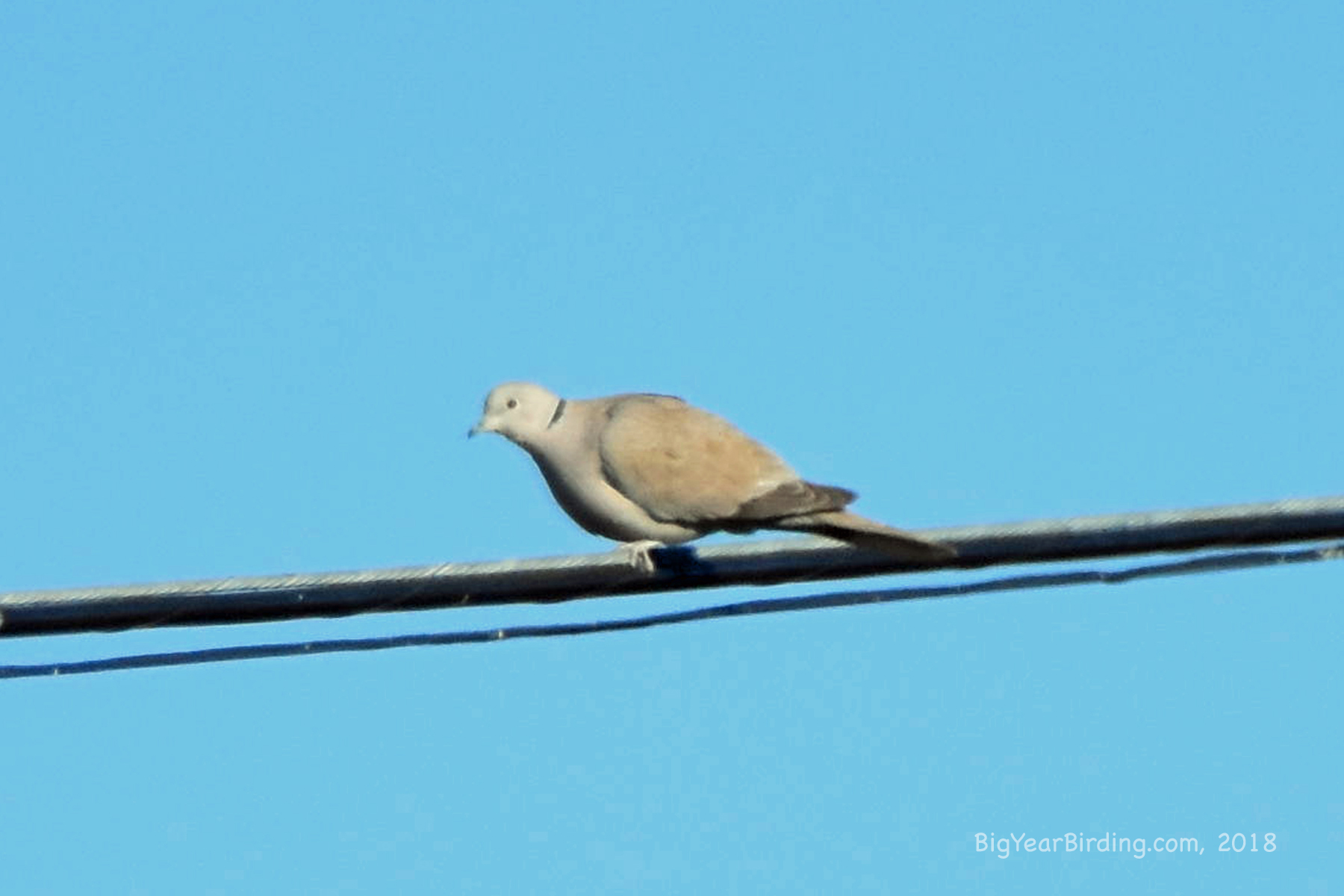 Eurasian CollaredDove Big Year Birding