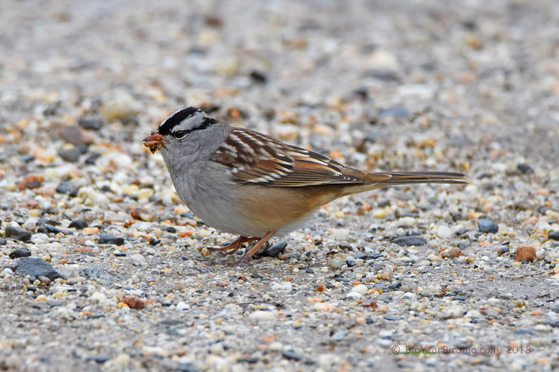Whitecrowned Sparrow Big Year Birding