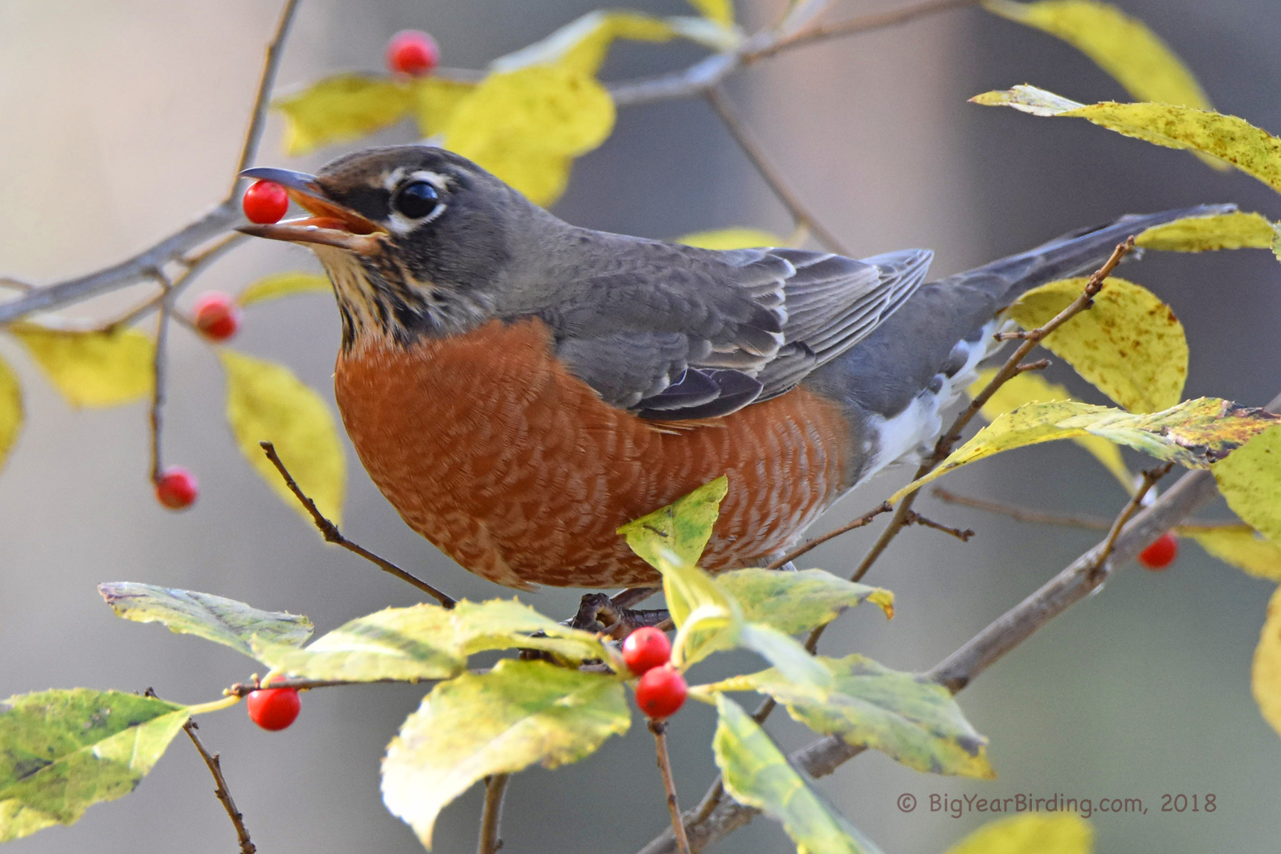 American Robin Big Year Birding