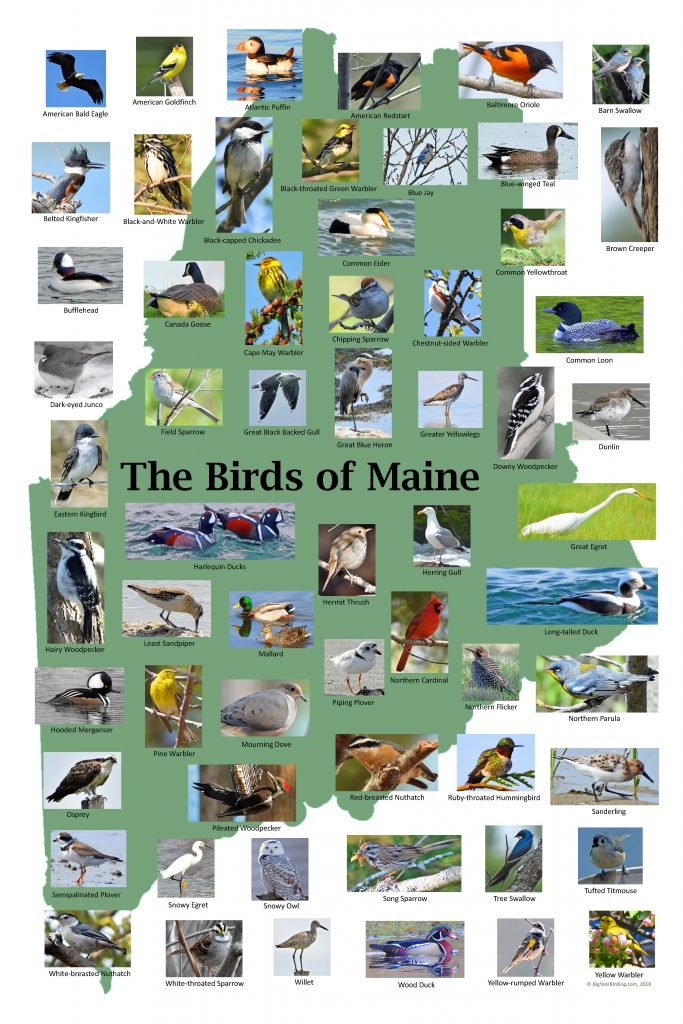 Birds of Maine Poster