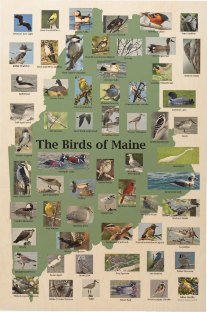 Birds of Maine Wood Wall Art