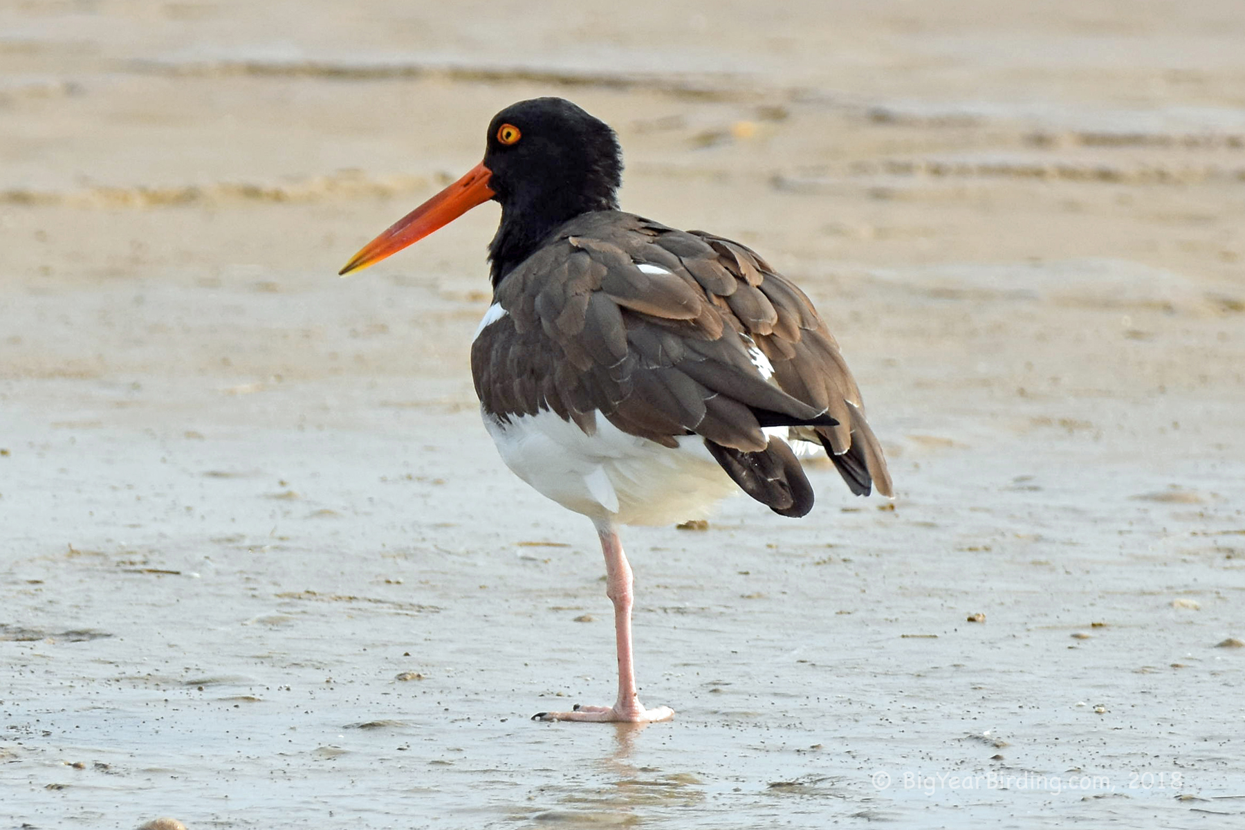 American oystercatcher big year birding
