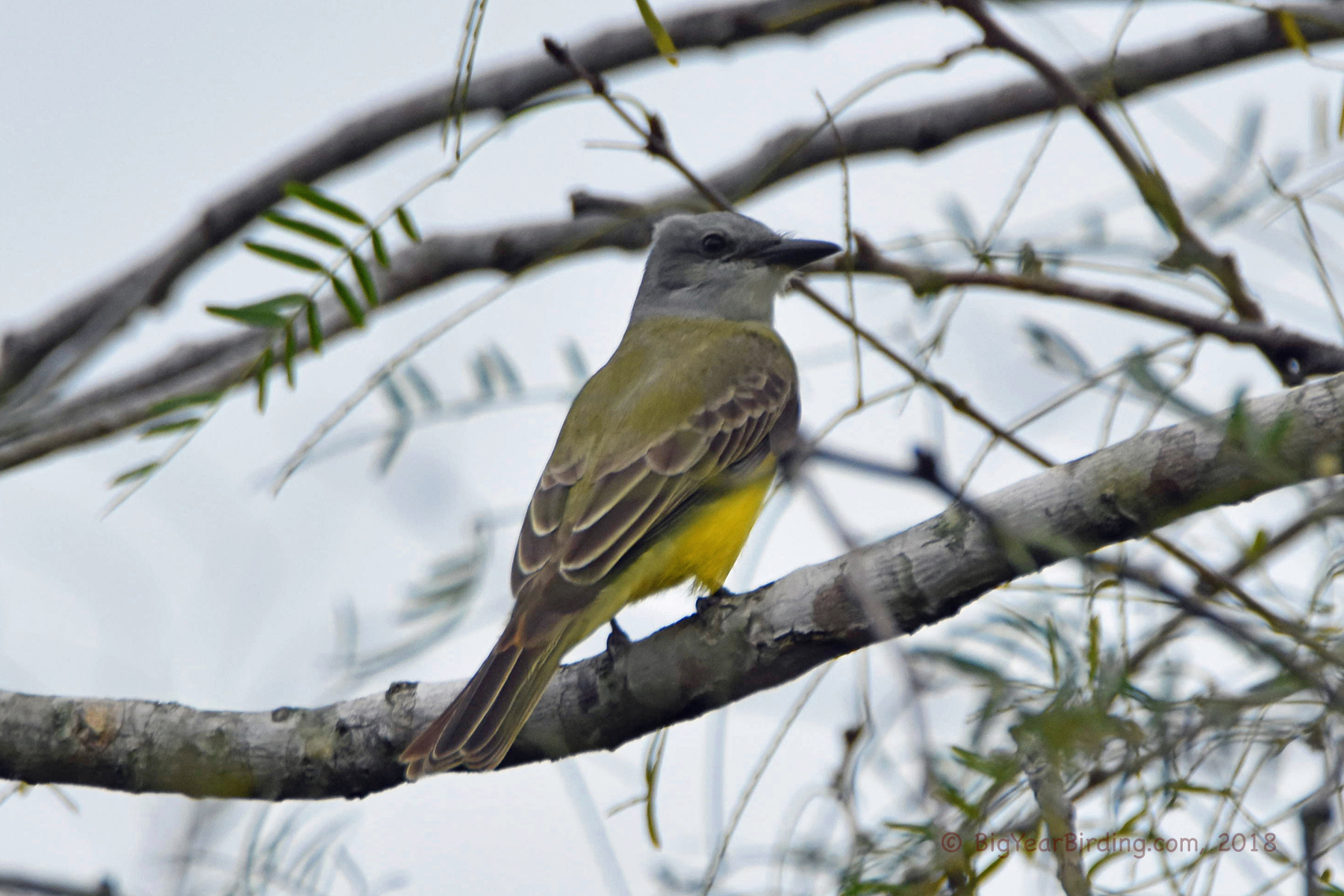 Couch's Kingbird Big Year Birding