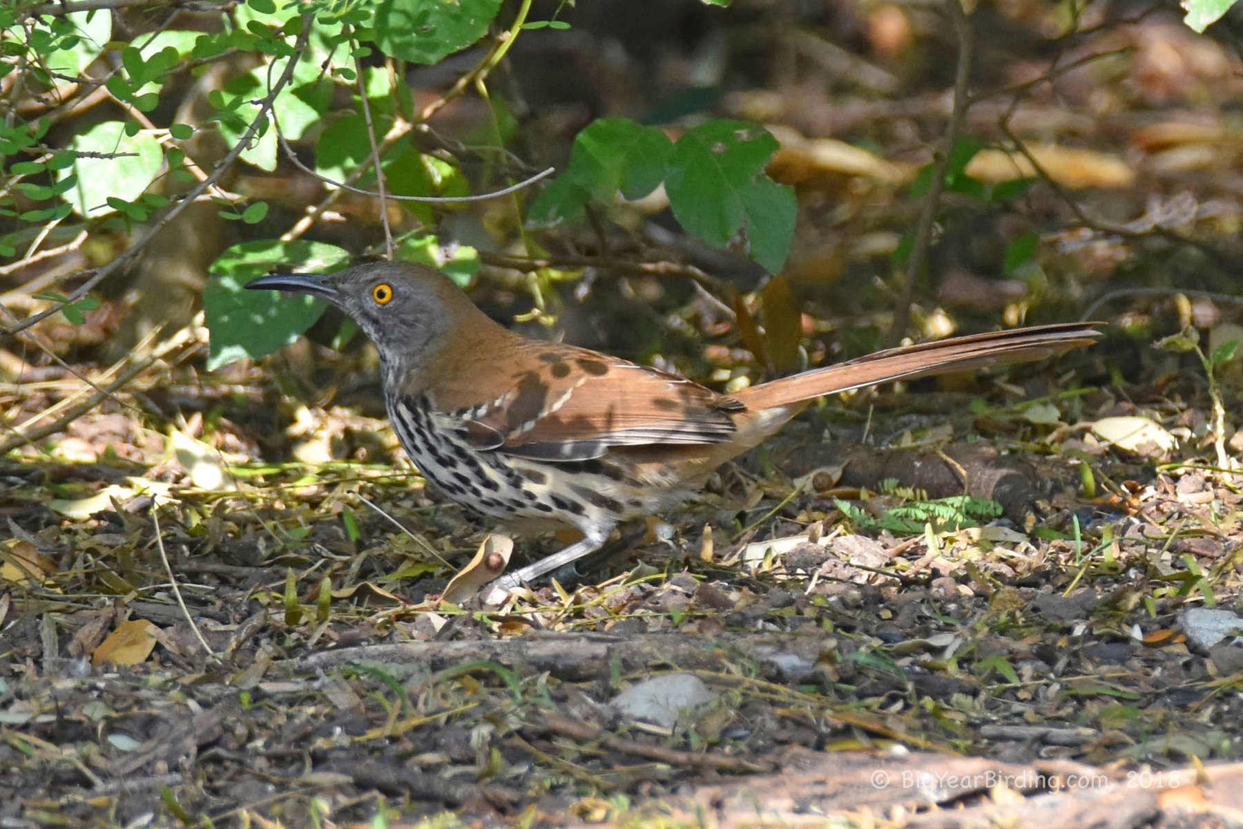 Long-billed Thrasher - Big Year Birding