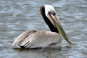 Pelicans (2)