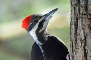 Woodpeckers (17)