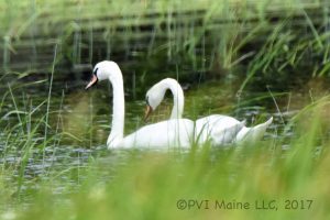 Swans (3)