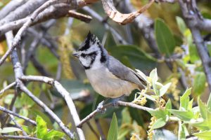 Tits and Titmice (7)