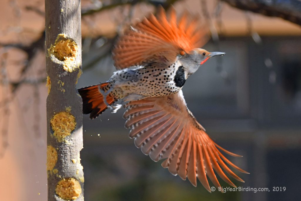 Woodpeckers (17)