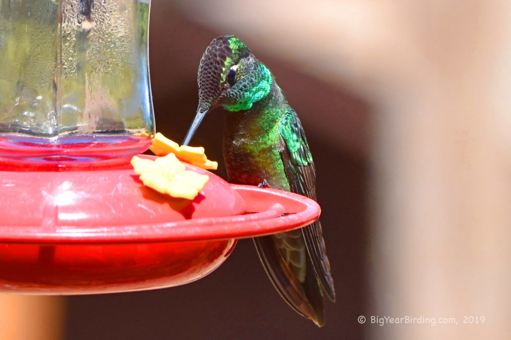 Rivoli’s Hummingbird
