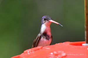 Hummingbirds (11)