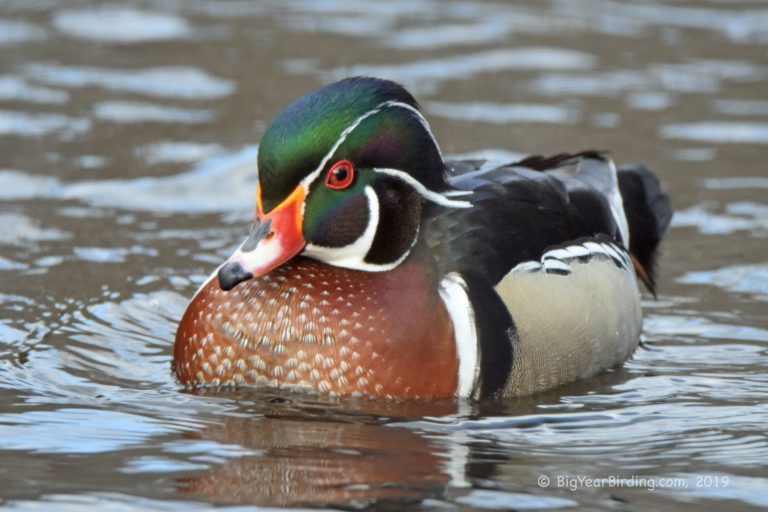 Day of the Wood Duck Big Year Birding