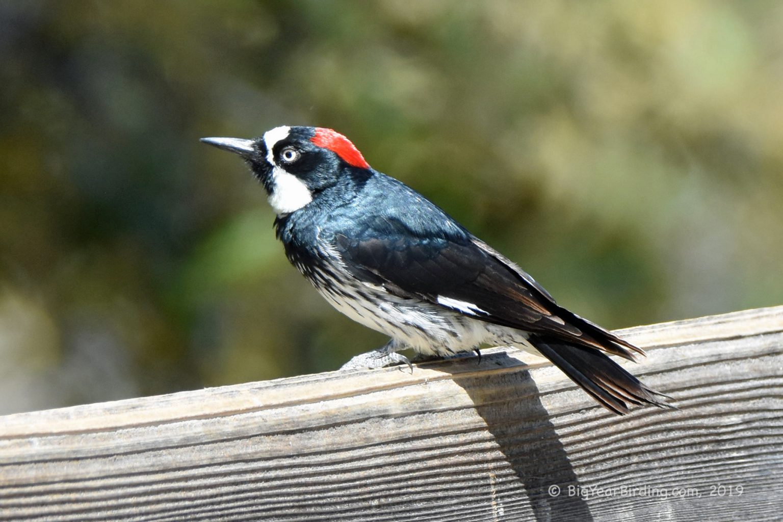 Acorn Woodpecker Big Year Birding