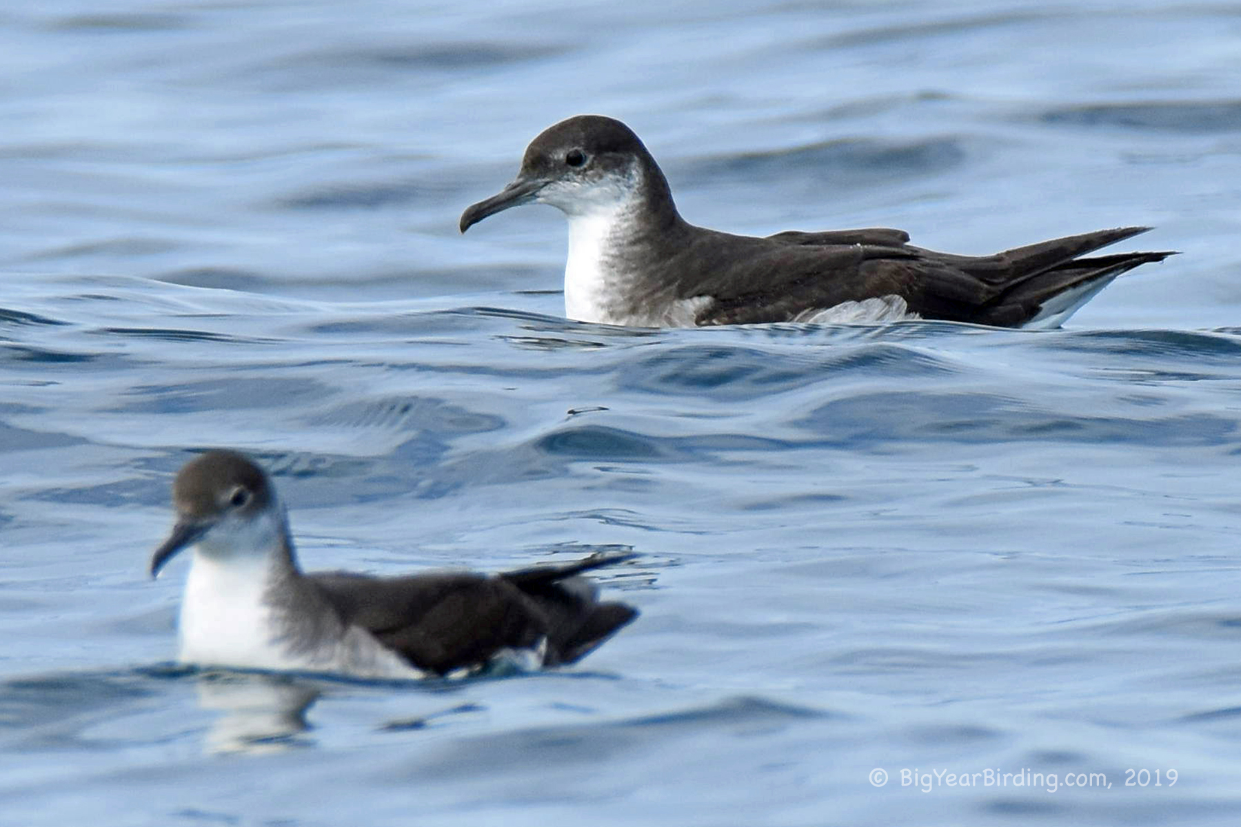Manx Shearwater Big Year Birding