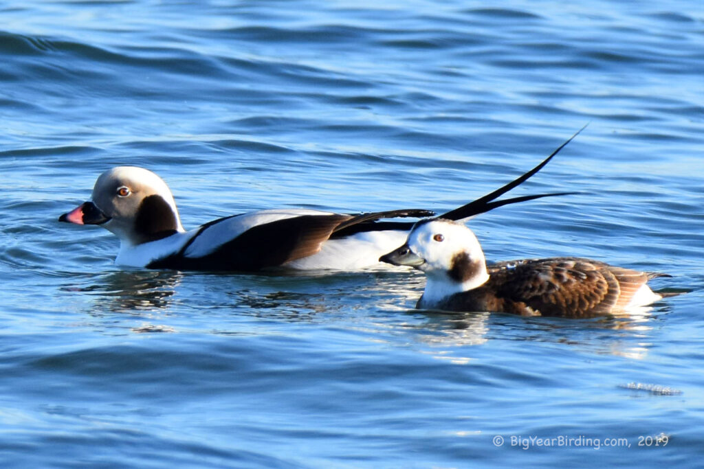 Long-tailed duck