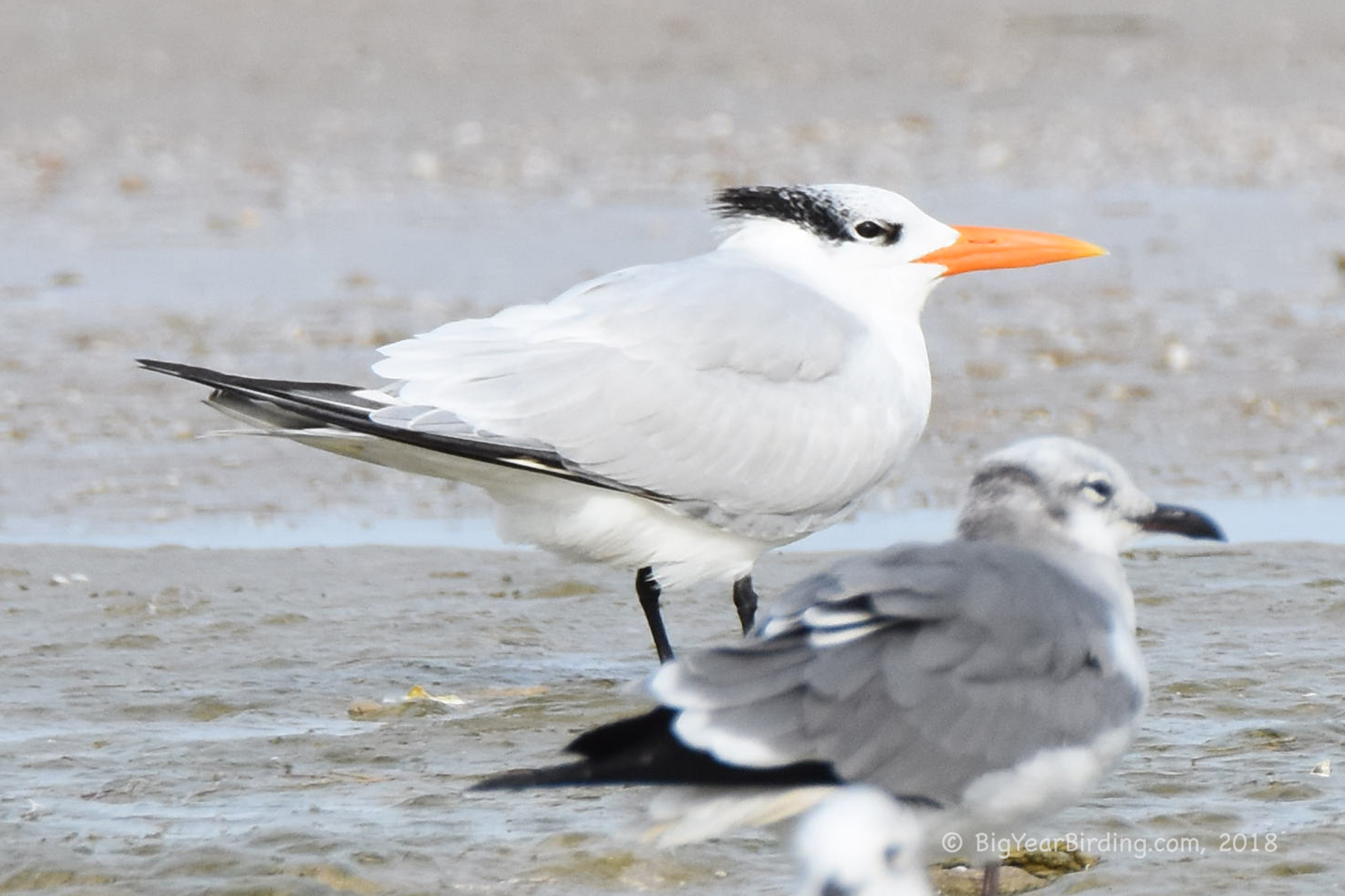 Royal Tern Big Year Birding