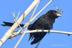 Smoothed-billed Ani