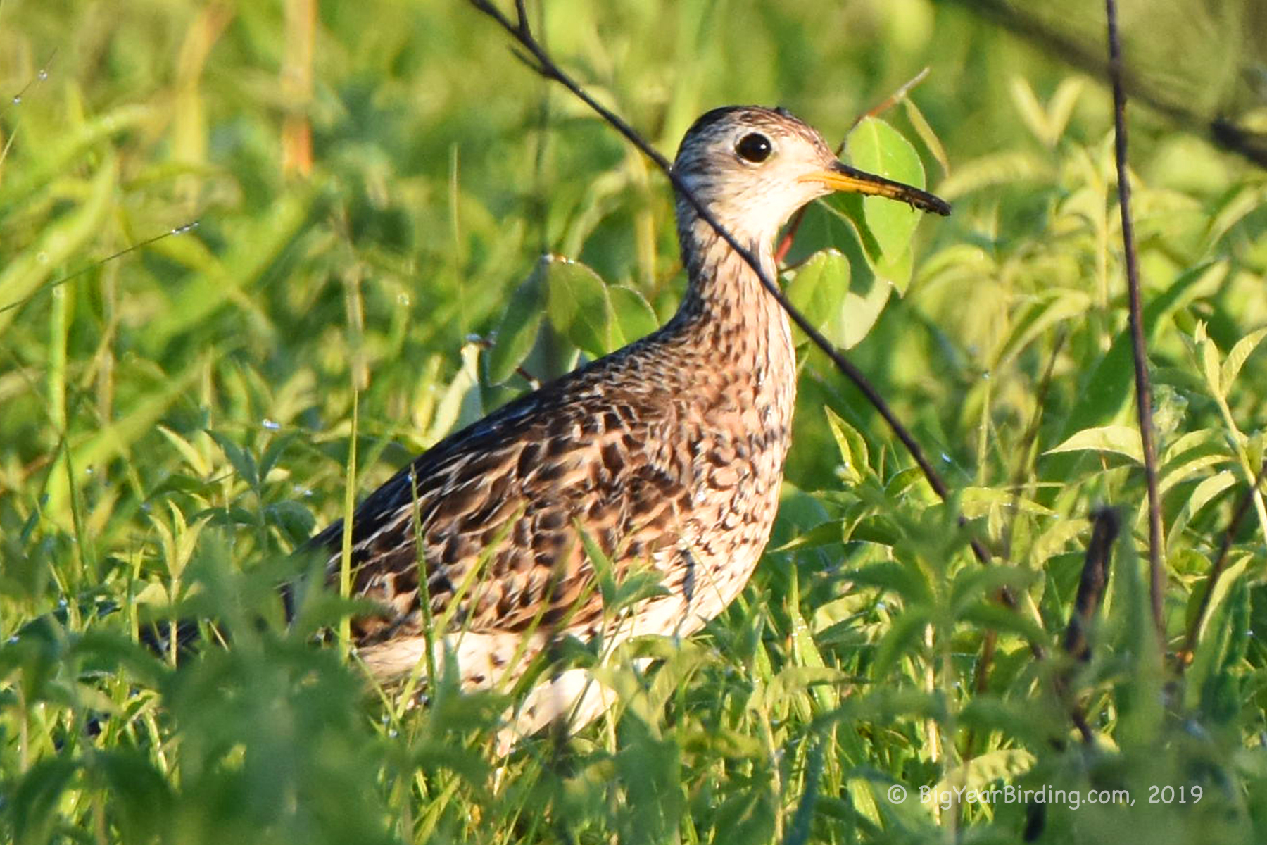 Upland Sandpiper Big Year Birding