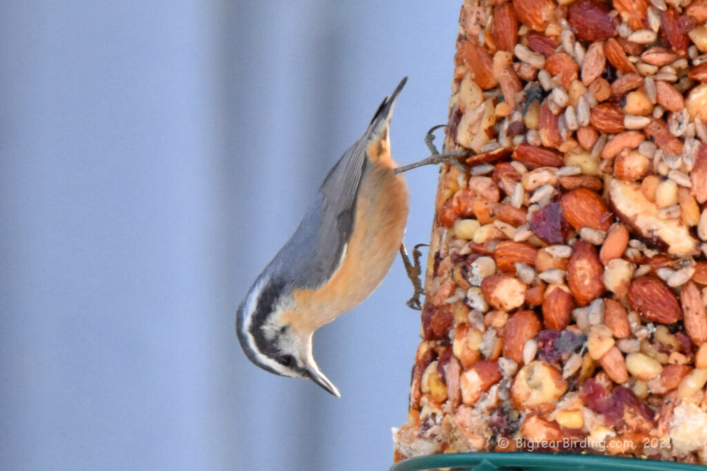 Nuthatches and Creepers (3)