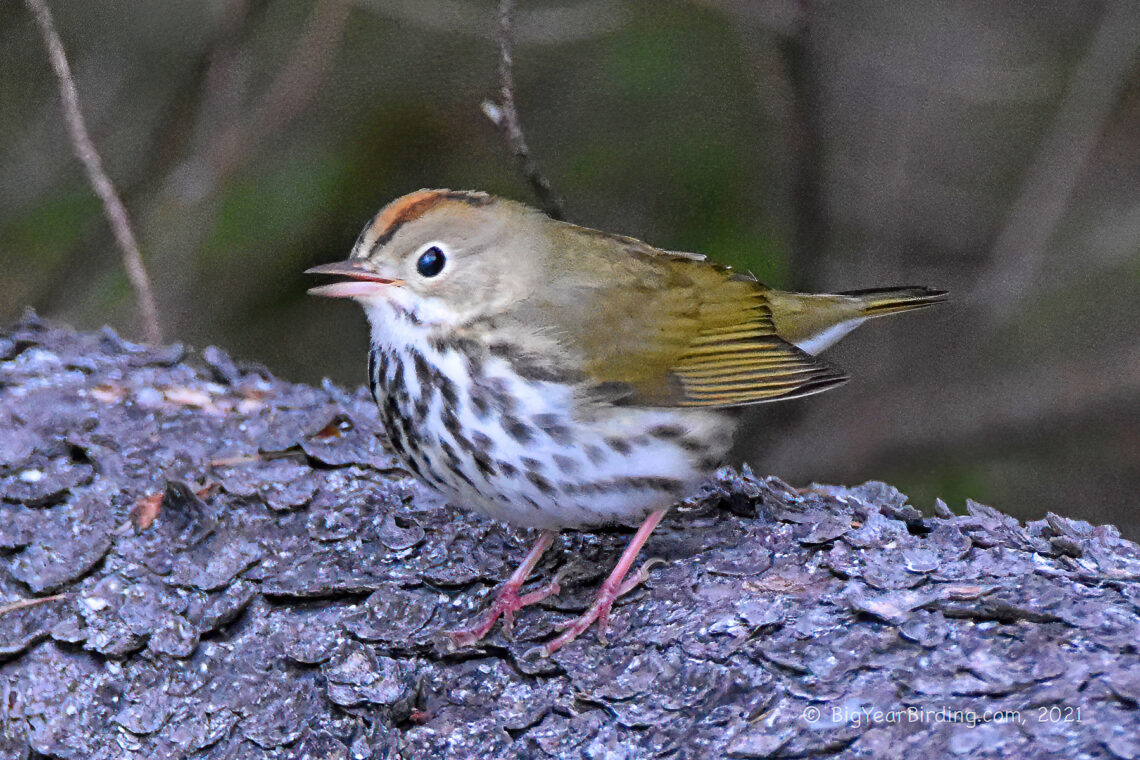 Ovenbird Big Year Birding