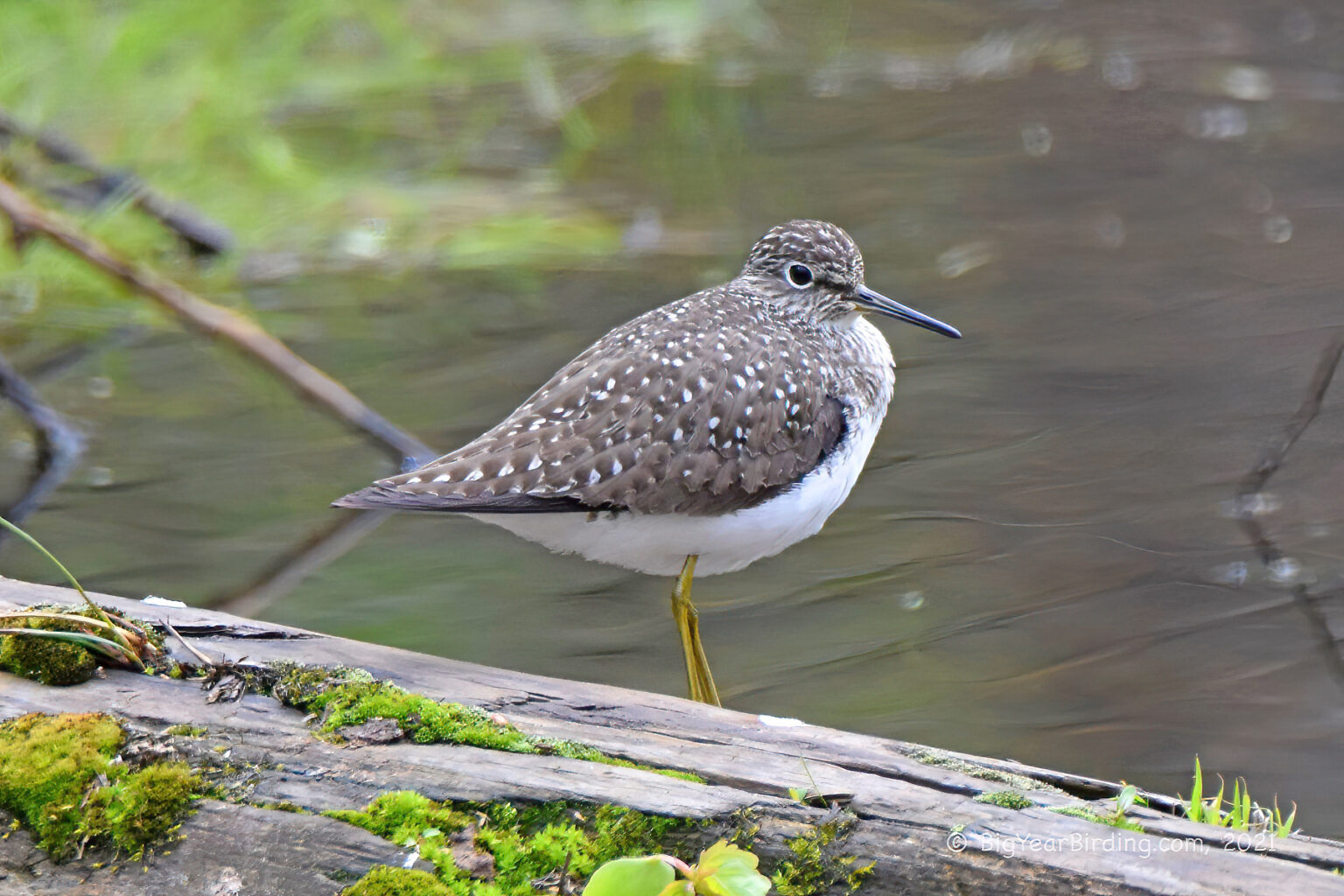 Solitary Sandpiper Big Year Birding
