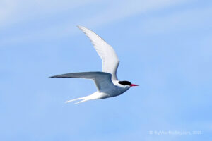 Terns (8)