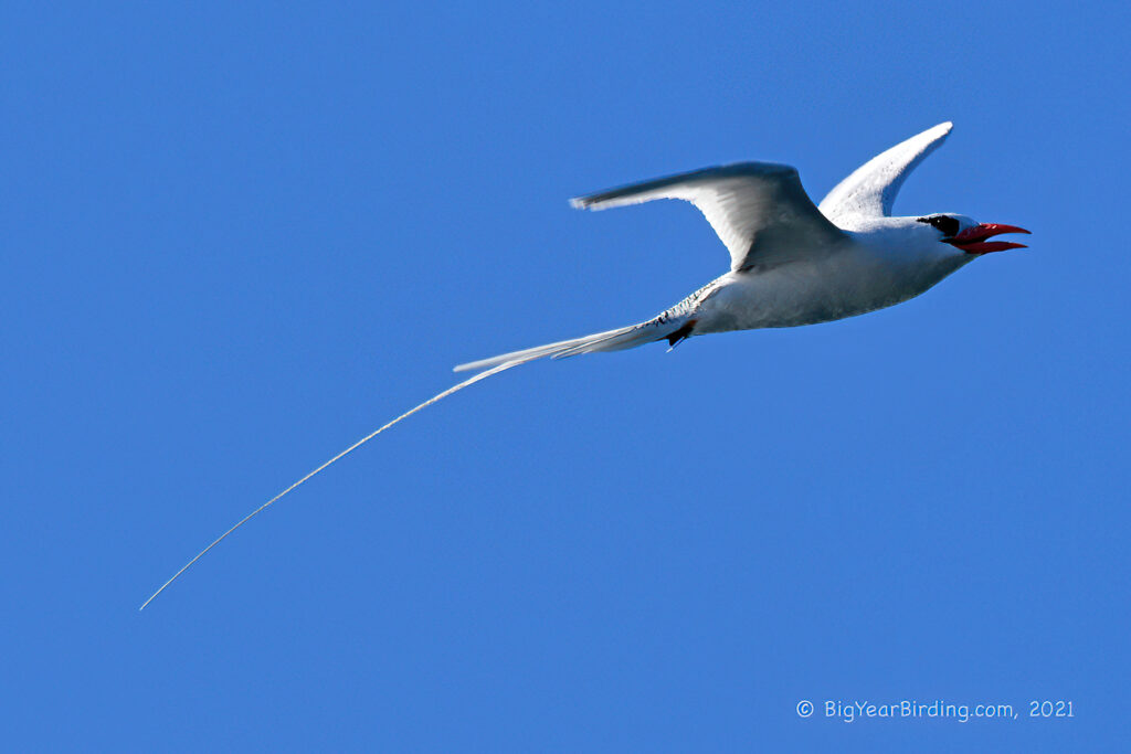 Terns, Skimmers and Tropicbirds (10)