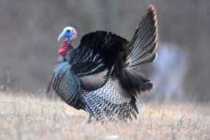 Partridges, Grouse and Turkeys (7)