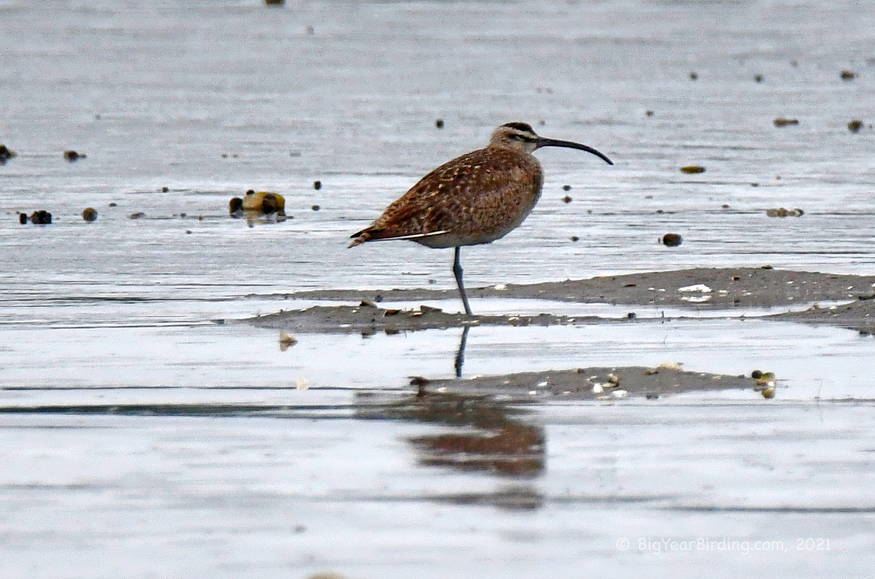 Whimbrel Rspb Whimbrel - Big Year Birding