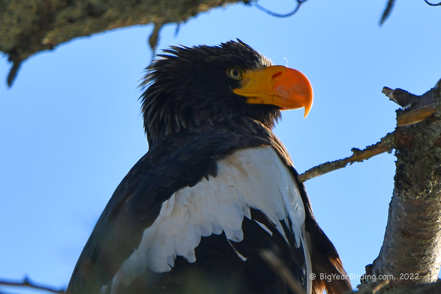 The Steller’s Sea-Eagle is Back!!!!