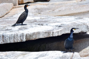 Cormorants (6)