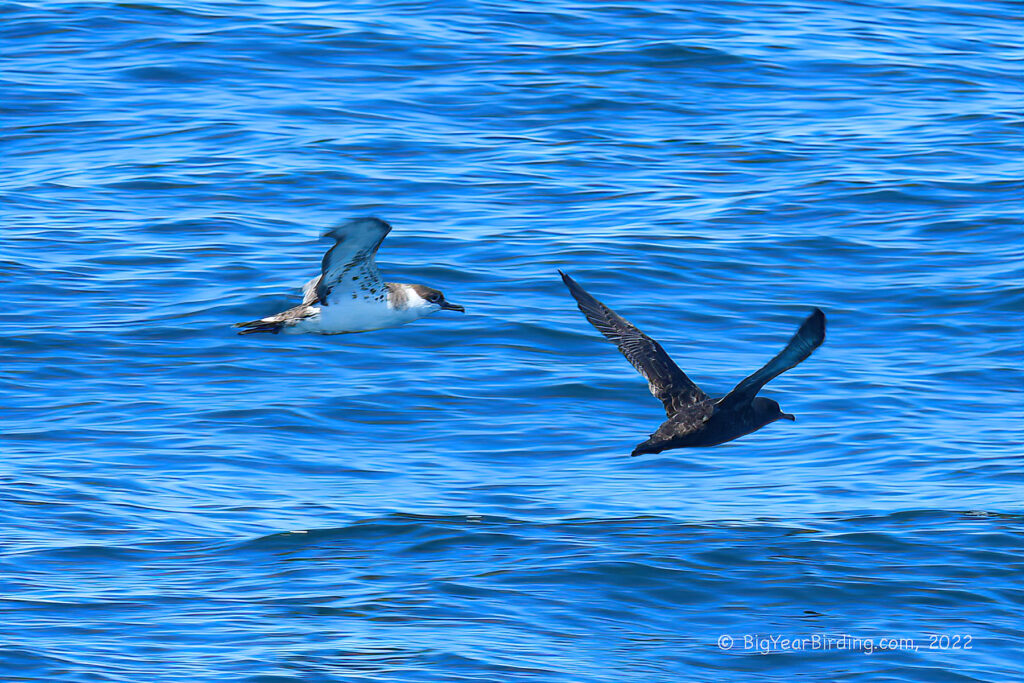 Shearwaters and Friends