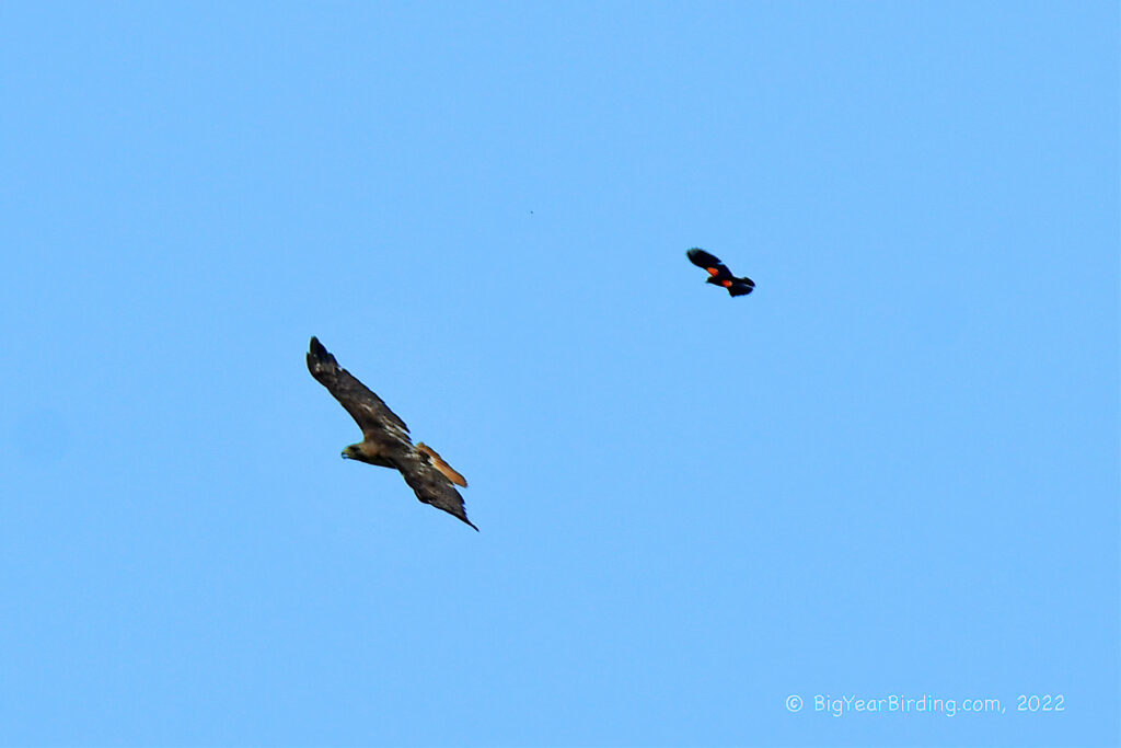 Red-winged Blackbird vs Red-tailed Hawk