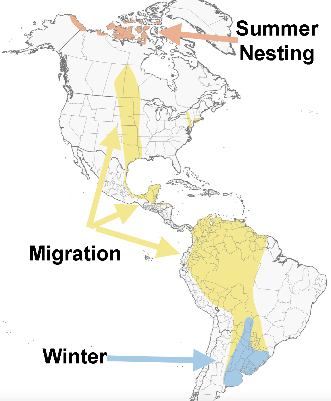 Buffbreasted Sandpiper Big Year Birding