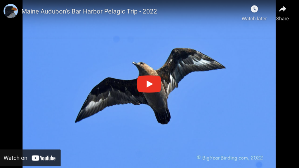 Maine Audubon's Bar Harbor Pelagic Trip