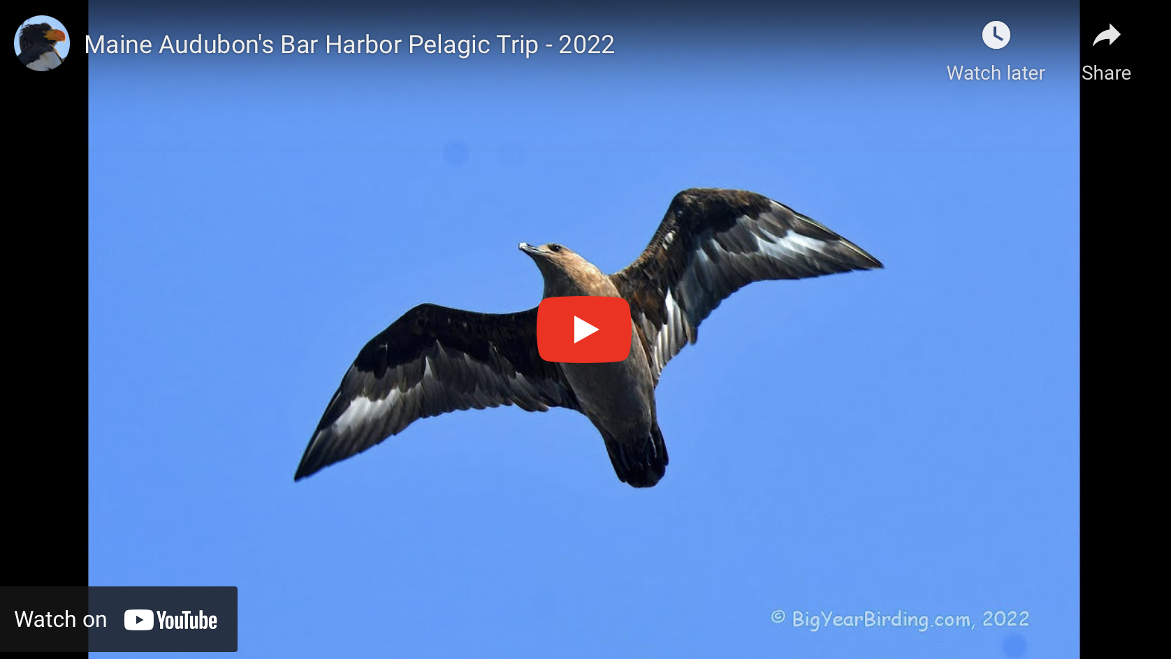 pelagic birding trips 2022